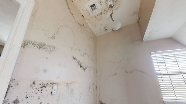 Best Mold Removal for HVAC Installations  in Simpsonville, SC