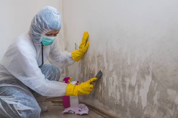 Best Real Estate Mold Inspection  in Simpsonville, SC