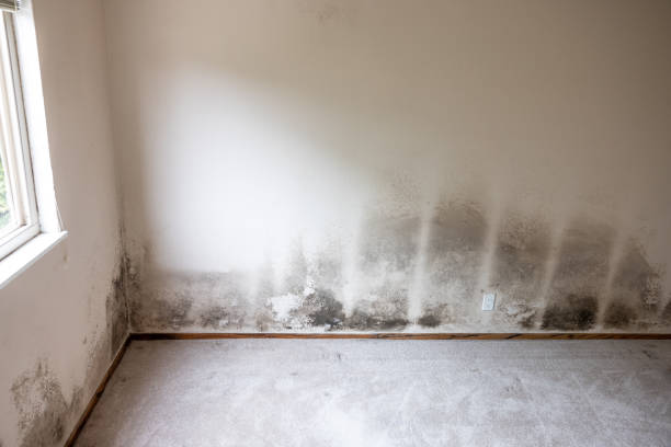 Best Attic Mold Removal  in Simpsonville, SC