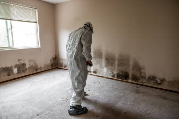 Best Mold Damage Restoration  in Simpsonville, SC