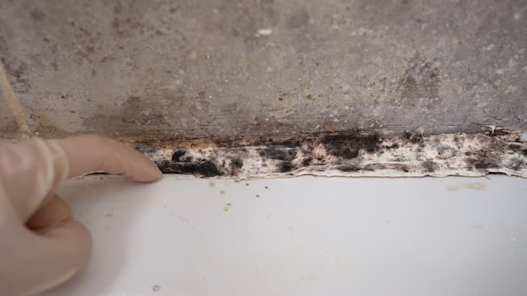 Best Black Mold Removal  in Simpsonville, SC