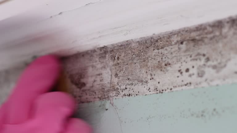 Best Basement Mold Removal  in Simpsonville, SC